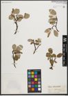 Foto von Salix reticulata L.